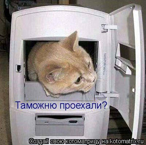 Лучшие котоматрицы недели