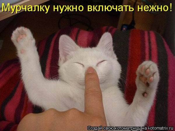 Лучшие котоматрицы недели