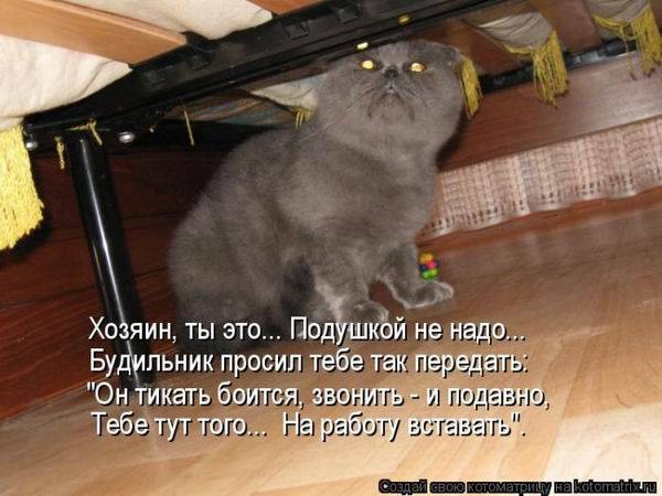 Лучшие котоматрицы недели