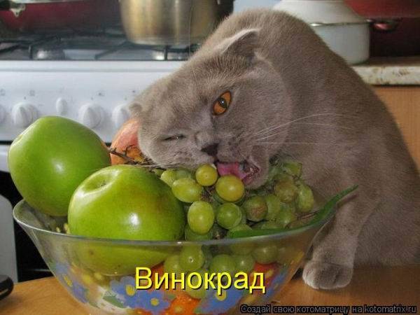 Лучшие котоматрицы недели