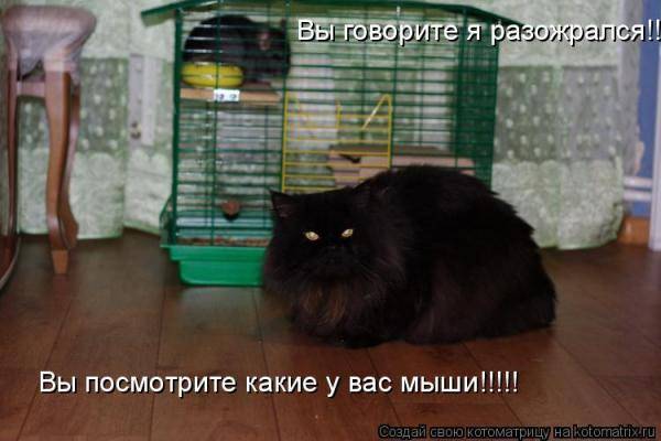 Котоматрица