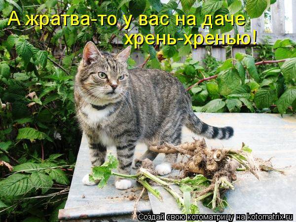 Котоматрица