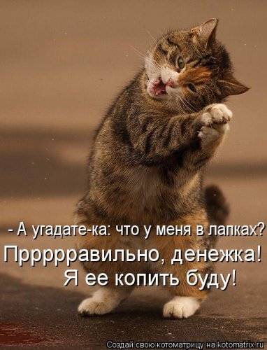 Котоматрица