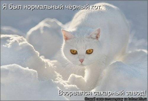 Котоматрица