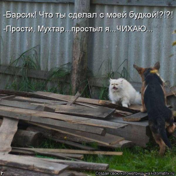 Котоматрица