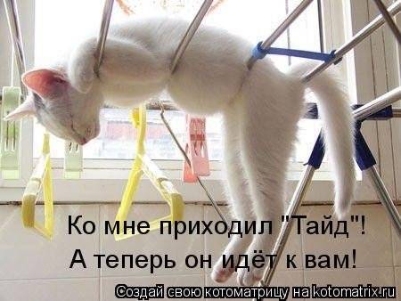 Котоматрица