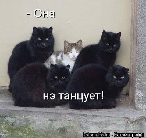 Котоматрица