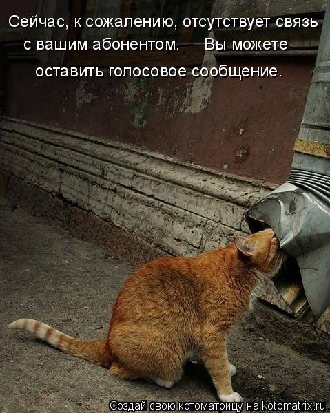 Котоматрица