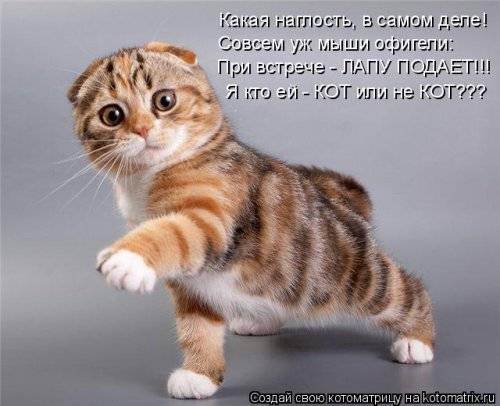 Котоматрица