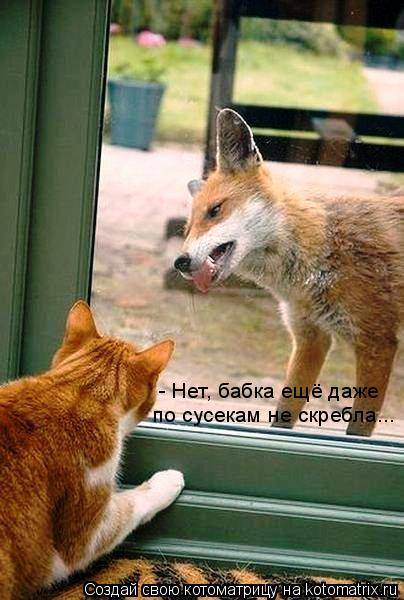 Котоматрица