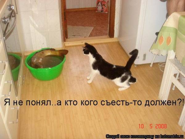 Котоматрица