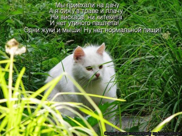 Котоматрица