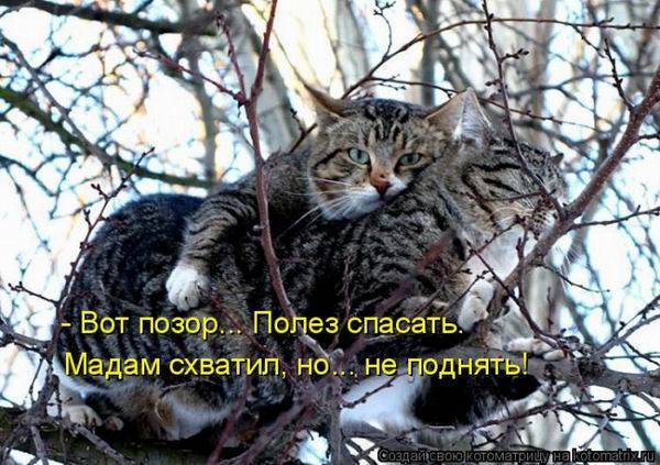 Котоматрица