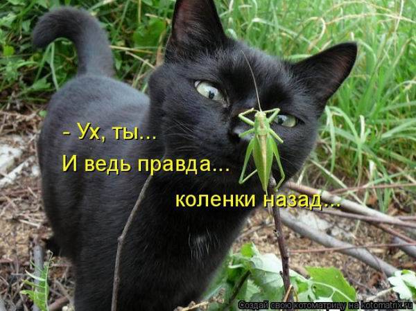 Котоматрица