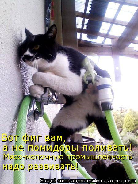 Котоматрица