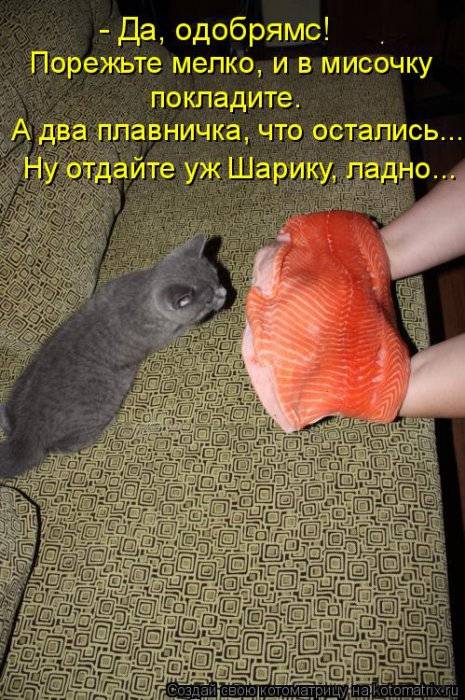 Котоматрица