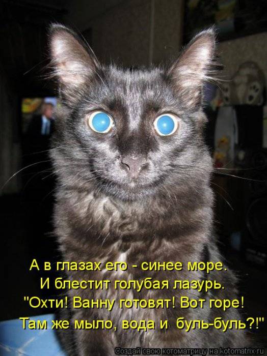 Котоматрица