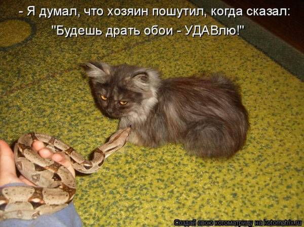 Котоматрица