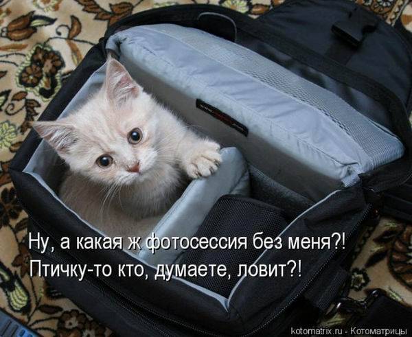 Котоматрица