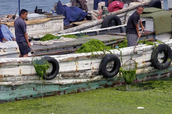 Нашествие водорослей в Китае