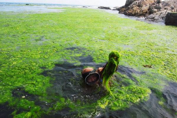 Нашествие водорослей в Китае