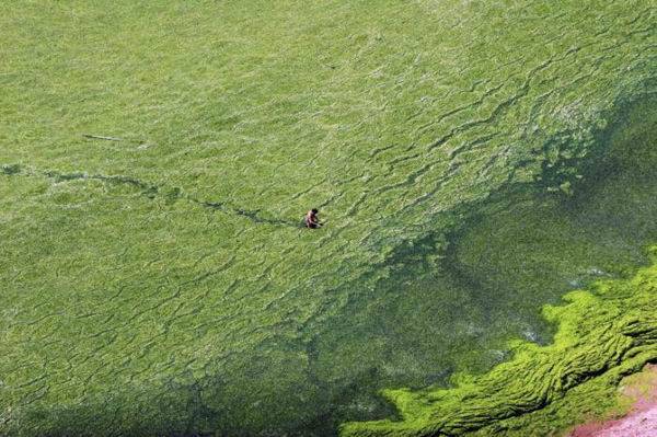 Нашествие водорослей в Китае