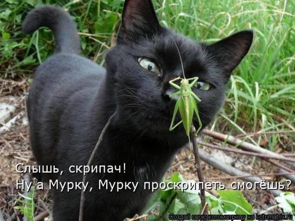 Котоматрица