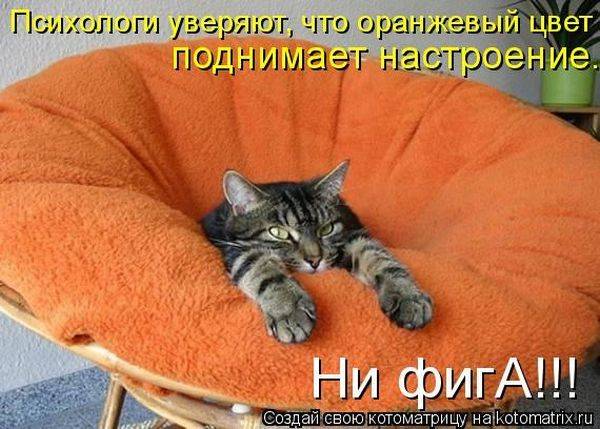 Котоматрица