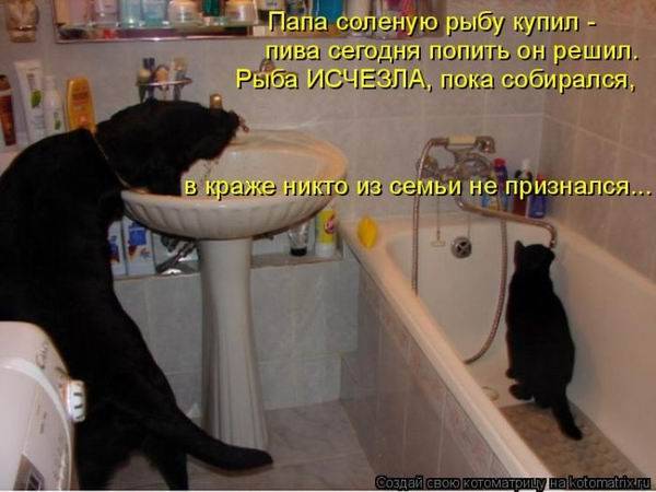 Котоматрица