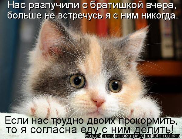 Котоматрица