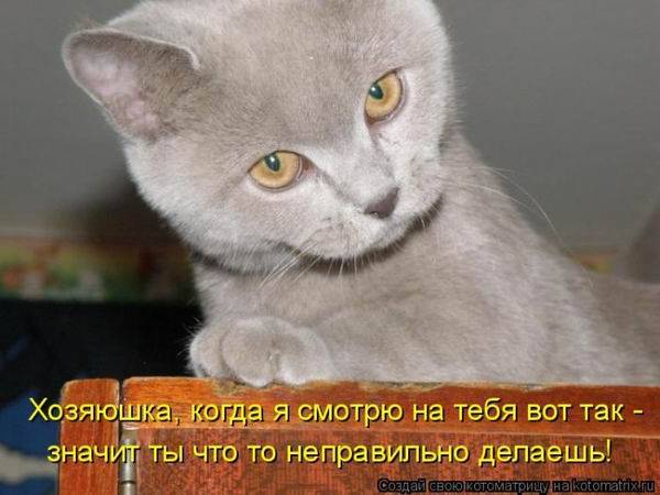 Котоматрица