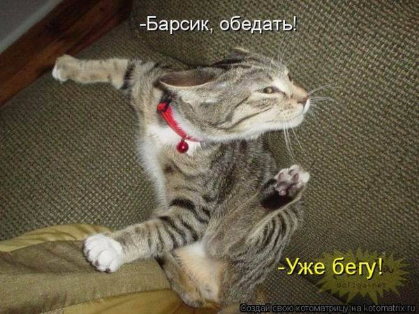 Котоматрица