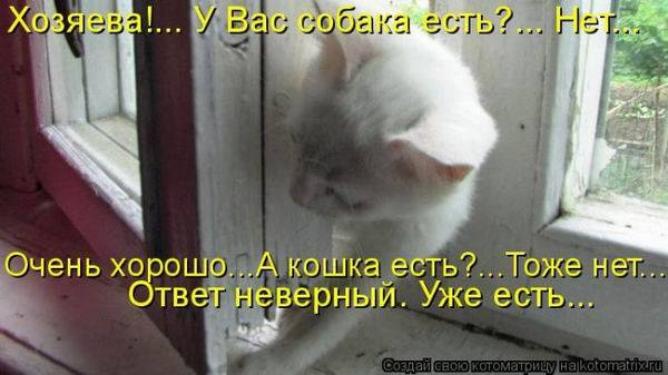 Котоматрица