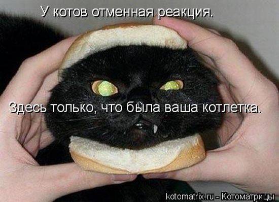 Котоматрица