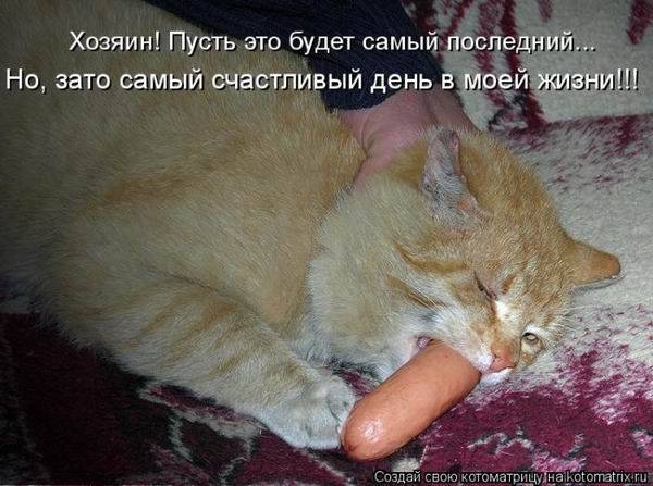 Котоматрица