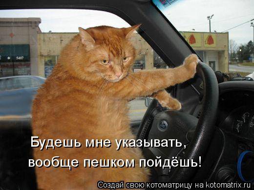 Коты, кошки и котята