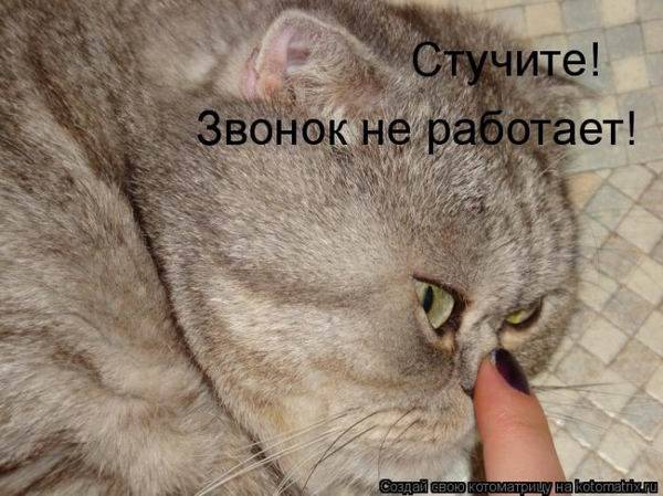 Коты, кошки и котята