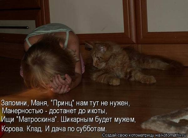 Коты, кошки и котята