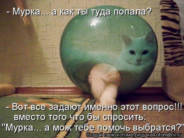 Коты, кошки и котята