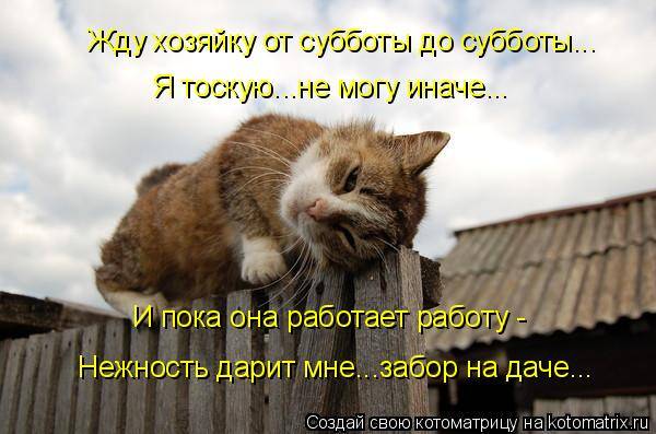 Коты, кошки и котята