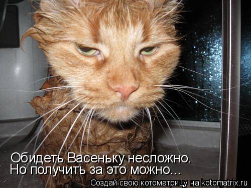 Коты, кошки и котята