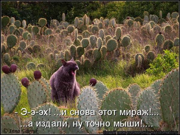 Коты, кошки и котята