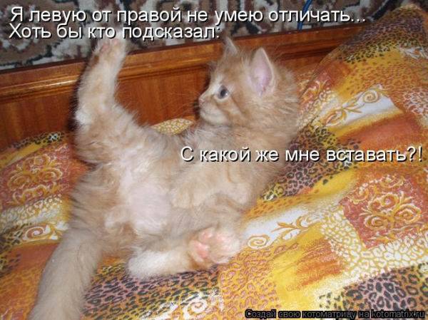 Коты, кошки и котята