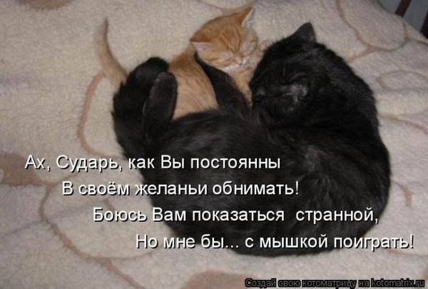 Коты, кошки и котята