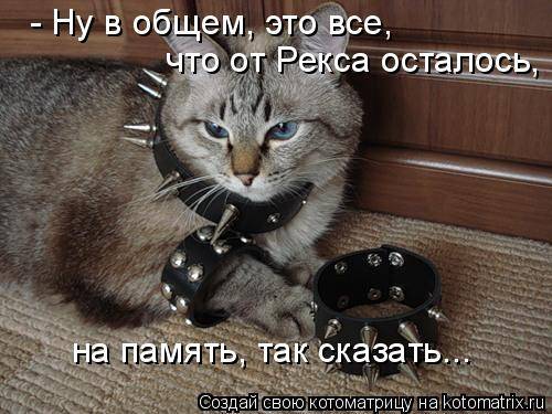 Коты, кошки и котята