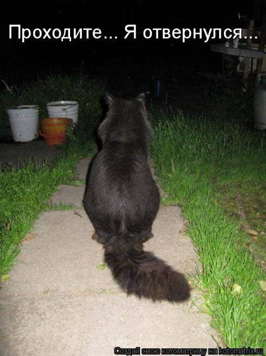 Коты, кошки и котята