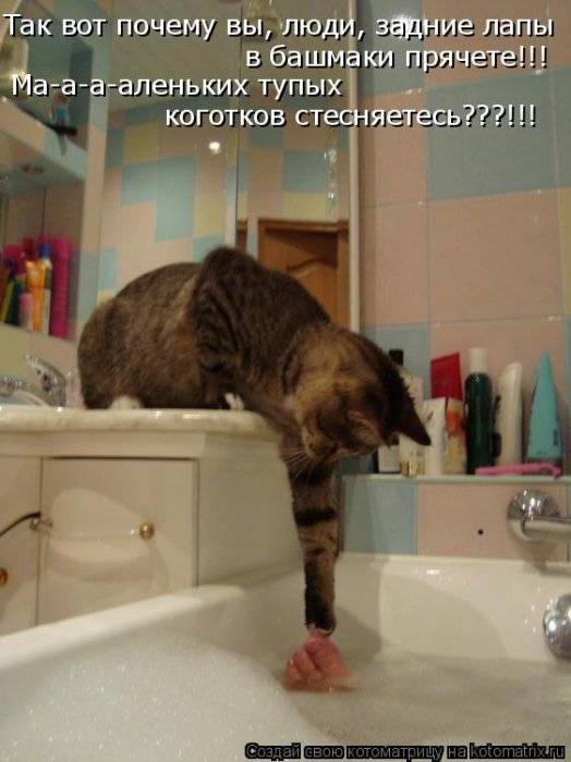 Коты, кошки и котята