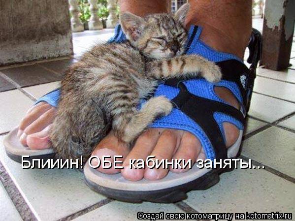 Коты, кошки и котята