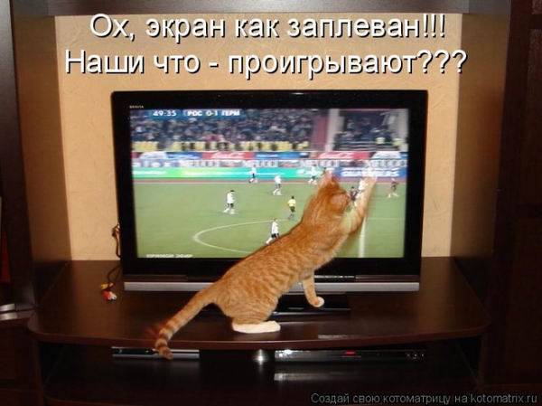 Коты, кошки и котята