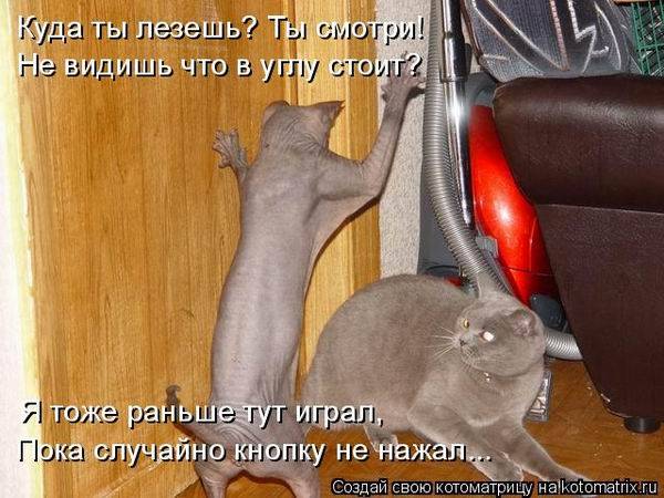 Коты, кошки и котята